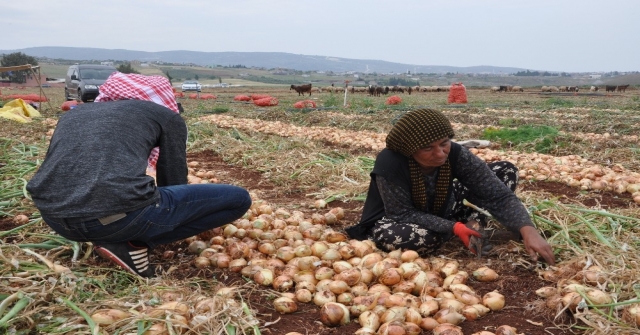 Reyhanlıda Soğan Hasadına Başlandı