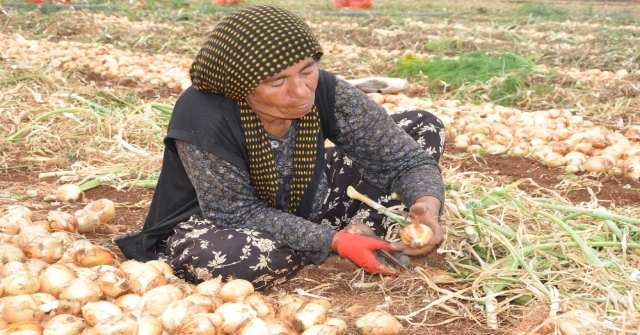 Reyhanlıda Soğan Hasadına Başlandı