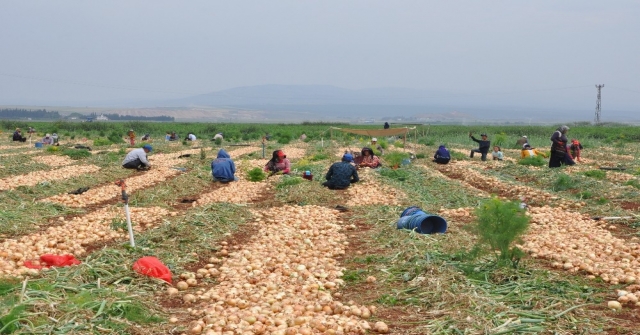 Reyhanlıda Soğan Hasadına Başlandı