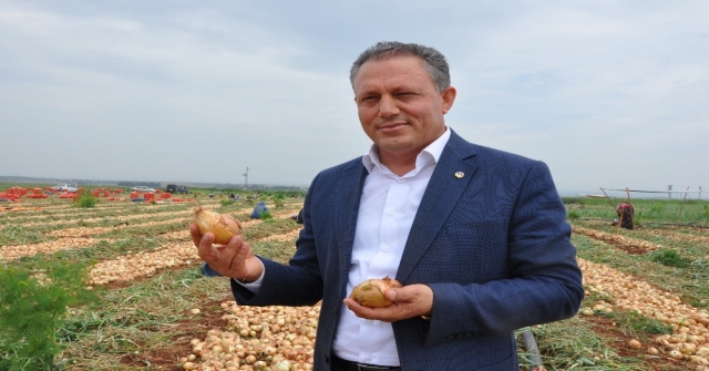 Reyhanlıda Soğan Hasadına Başlandı