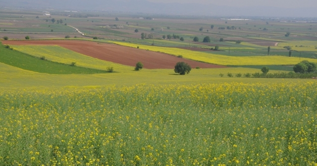 Kanola dalga dalga yayılıyor