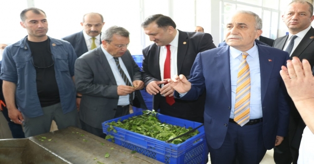 Bakan Fakıbaba: Türk Halkı Ekmek Yemeyebilir Ama Mutlaka Ve Mutlaka Çay İçecektir