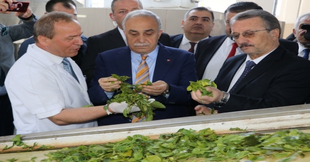 Bakan Fakıbaba: Türk Halkı Ekmek Yemeyebilir Ama Mutlaka Ve Mutlaka Çay İçecektir