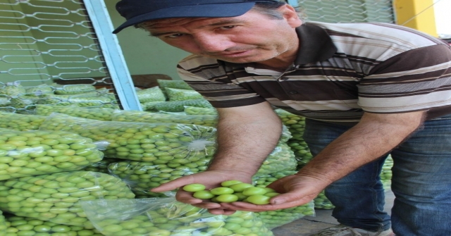 Erik Diyarı Umurluda Yetiştiricinin Tadı Kaçtı