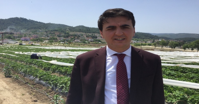 Suriyeli Türkmenler Çilek Hasadına Başladı