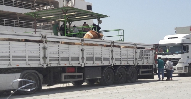 İthal Anguslar İskenderun Limanına Geldi