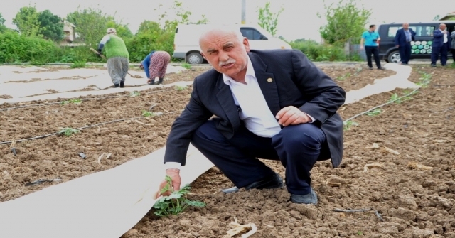 Bafra Ovasında Karpuz Ve Kavun Üreticileri Dertli