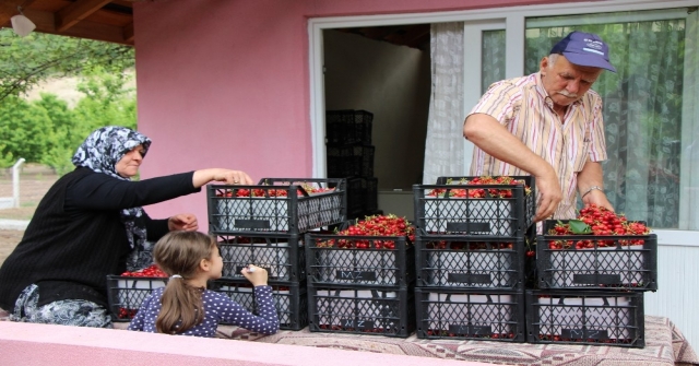 Amasyada Kirazlar 20 Gün Erkenden Oldu