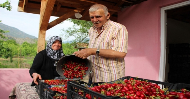 Amasyada Kirazlar 20 Gün Erkenden Oldu