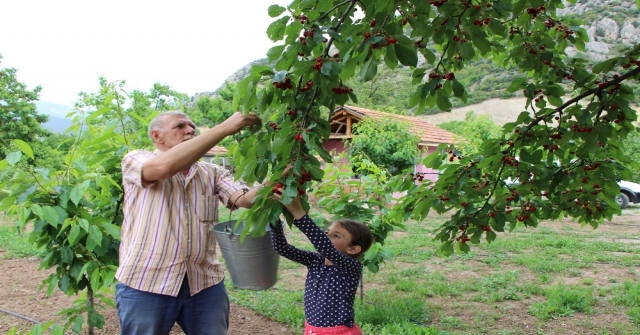 Amasyada Kirazlar 20 Gün Erkenden Oldu