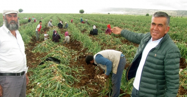 Sarımsak Hasadında 15 Bin Tarım İşçisine İş İmkanı