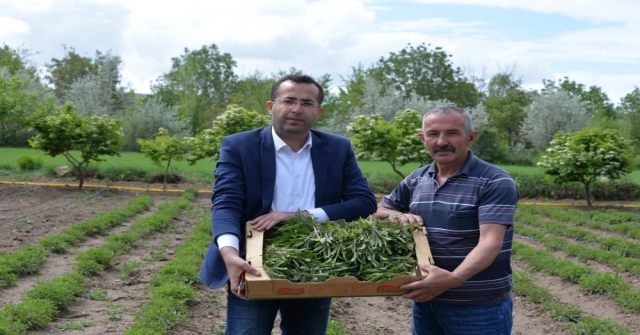 Talas İlçesinde Adaçayı Hasadı Başladı