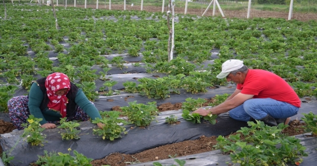 Dodurgada Çilek Hasadı Başladı