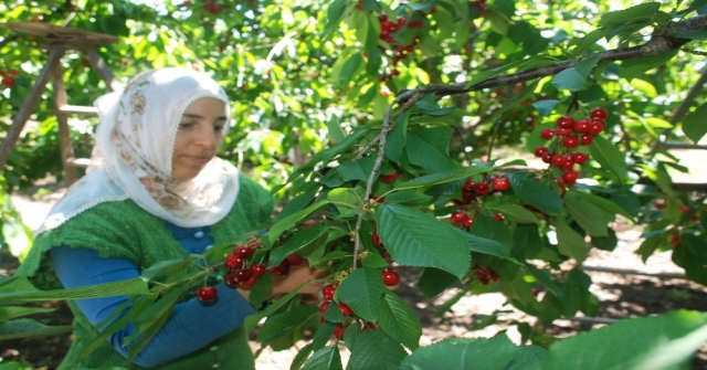 Kiraz Tarlada 3, Markette 9 Lira
