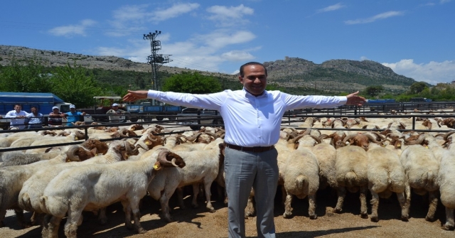 Kozanda Küçükbaş Hayvan Yetiştiricilerine Damızlık Koç Dağıtıldı