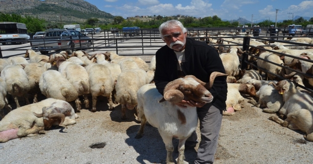Kozanda Küçükbaş Hayvan Yetiştiricilerine Damızlık Koç Dağıtıldı