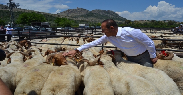 Kozanda Küçükbaş Hayvan Yetiştiricilerine Damızlık Koç Dağıtıldı