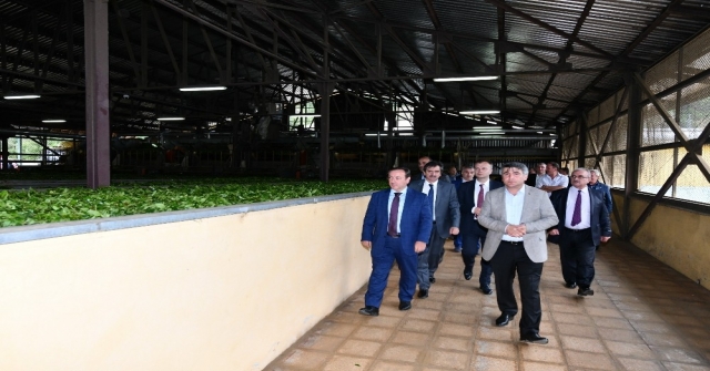 Çaykur Genel Müdür Vekili Alim: Bütün Fabrikalar Tam Kapasite Çalışıyor