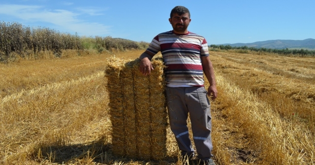 Çukurovada Saman Balyalama Mesaisi Başladı