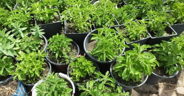 Burhaniye Türkiyenin Stevia Üretim Merkezi Oldu