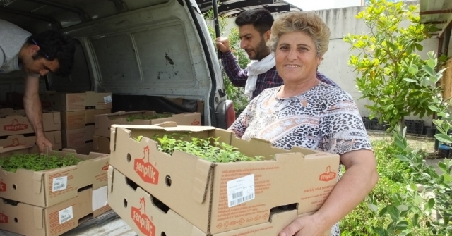 Burhaniye Türkiyenin Stevia Üretim Merkezi Oldu