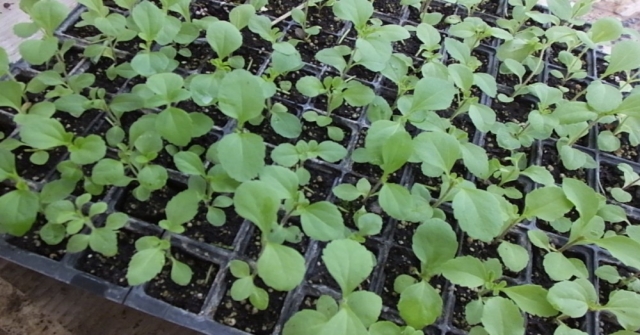 Burhaniye Türkiyenin Stevia Üretim Merkezi Oldu