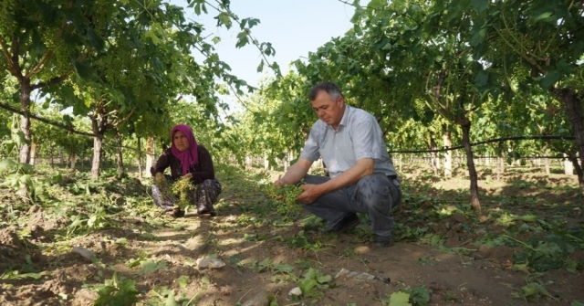 Manisadaki Dolu Yağışı Üzüm Bağlarına Zarar Verdi