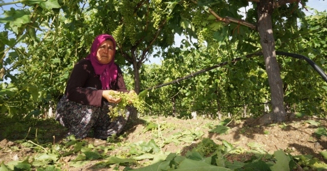 Manisadaki Dolu Yağışı Üzüm Bağlarına Zarar Verdi