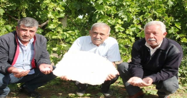 Manisadaki Dolu Yağışı Üzüm Bağlarına Zarar Verdi