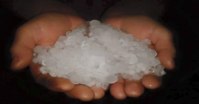 Manisadaki Dolu Yağışı Üzüm Bağlarına Zarar Verdi