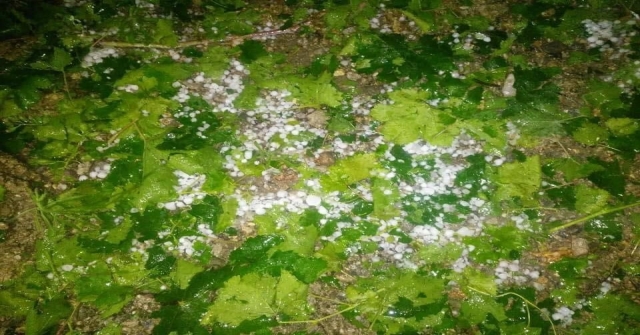 Manisadaki Dolu Yağışı Üzüm Bağlarına Zarar Verdi