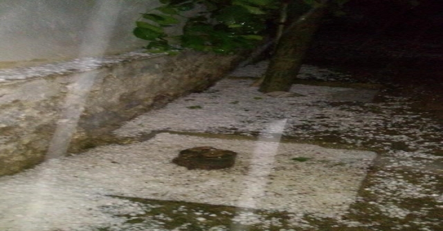 Manisadaki Dolu Yağışı Üzüm Bağlarına Zarar Verdi