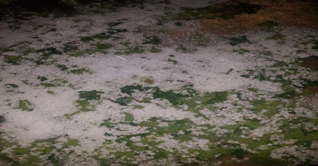 Manisadaki Dolu Yağışı Üzüm Bağlarına Zarar Verdi