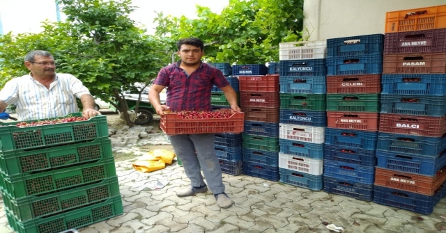 Selendili Kiraz Üreticileri Tedirgin