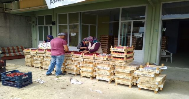 Selendili Kiraz Üreticileri Tedirgin