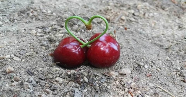 Selendili Kiraz Üreticileri Tedirgin
