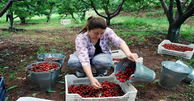 Kirazda Fiyat Düştü, Üretici Zararda