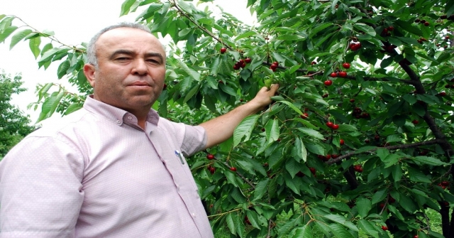 Kirazda Fiyat Düştü, Üretici Zararda