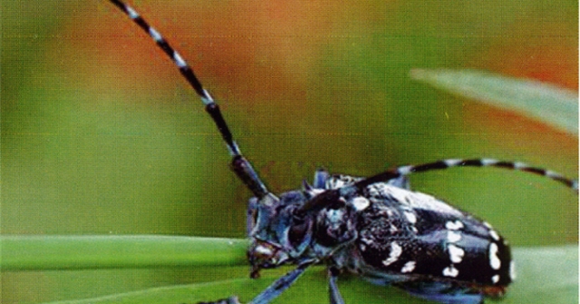 “Drakula” Trabzonda Ortaya Çıktı