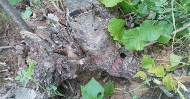 “Drakula” Trabzonda Ortaya Çıktı