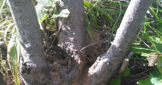 “Drakula” Trabzonda Ortaya Çıktı