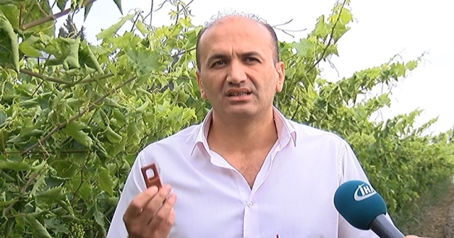 (Özel) Bağlarda Salkım Güvesine Karşı Biyolojik Mücadele