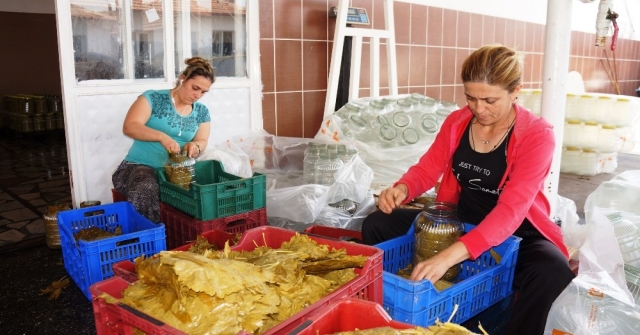 Sarıgölde Toplanan Yapraklar Sofralara Hazır