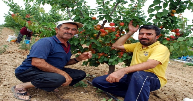 (Özel Haber) Kayısıda Bu Yıl Rekolte De Fiyatlar Da Beklentiyi Karşılamadı