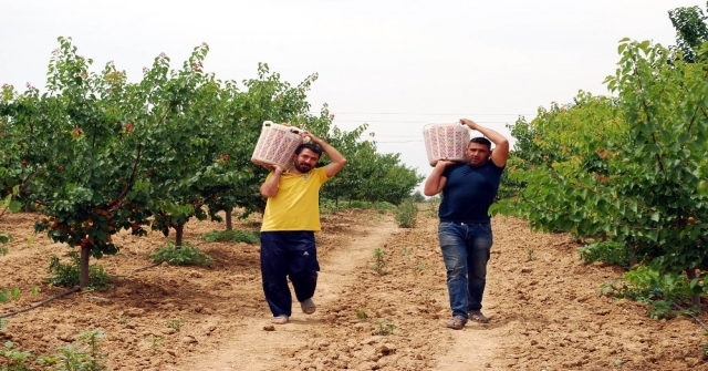 (Özel Haber) Kayısıda Bu Yıl Rekolte De Fiyatlar Da Beklentiyi Karşılamadı