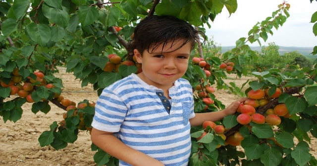 (Özel Haber) Kayısıda Bu Yıl Rekolte De Fiyatlar Da Beklentiyi Karşılamadı