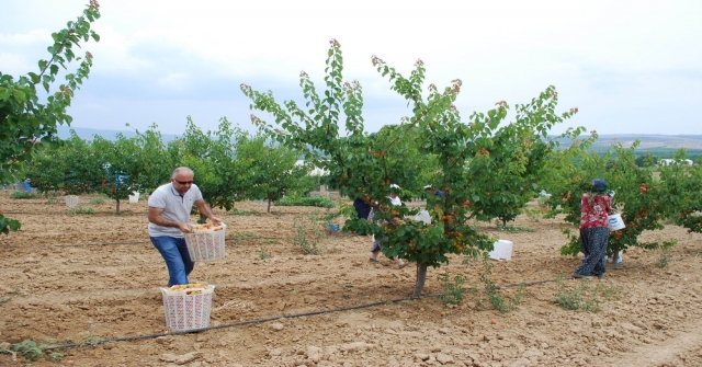 (Özel Haber) Kayısıda Bu Yıl Rekolte De Fiyatlar Da Beklentiyi Karşılamadı