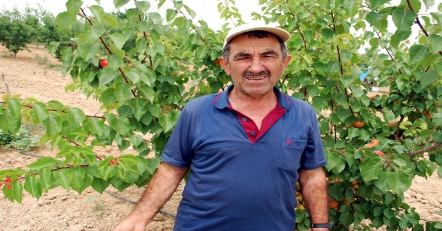 (Özel Haber) Kayısıda Bu Yıl Rekolte De Fiyatlar Da Beklentiyi Karşılamadı