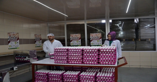 Türkiyeden İhraç Edilen Her 3 Yumurtadan Biri Kayseriden