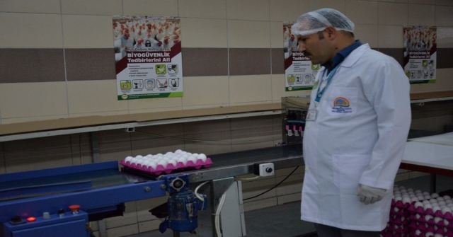 Türkiyeden İhraç Edilen Her 3 Yumurtadan Biri Kayseriden